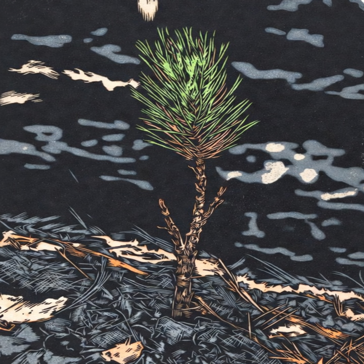 Revegetation interface illustration